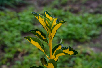 Чувства ,эмоции, жизнь