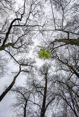 Tall trees in the forest without leaves, seen from the bottom up Green point