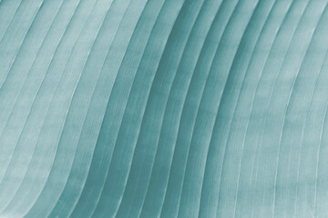 striped texture abstract background pastel pale blue, banana leaf close up photo