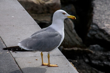 Чувства ,эмоции, жизнь