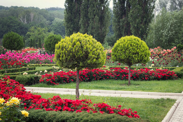 Obraz premium Field of beauty blossoming flowers in park