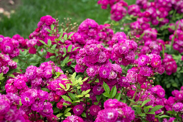 Beautiful bush of flowering fluffy rose roses in summer garden