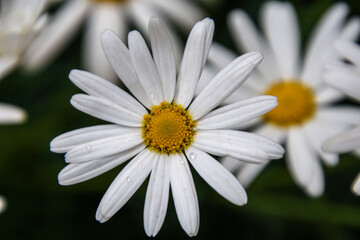 Чувства ,эмоции, жизнь