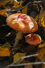 blurred macro photography of red mushroom in the forest, poisonous fly agaric