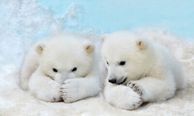 two polar bears in snow