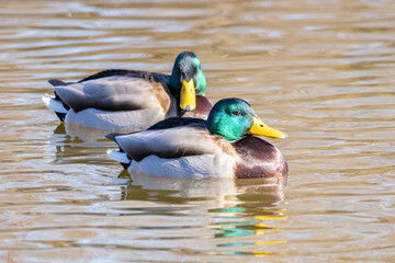 Female mallard or wild duck (Anas platyrhynchos) swimming in a pond