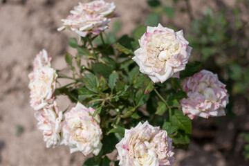 Closeup of rose bush with white flowers. Summer garden background