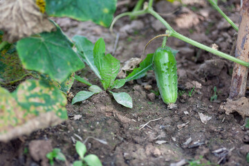 Cucumber grows on the bush. Cucumber background. Harvest season