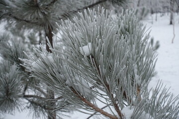 Close shot of needles of pine covered with hoar frost in mid January