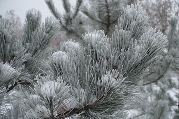 Snow and hoar frost on branches of pine in mid January