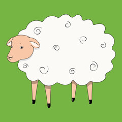 Cute sheep