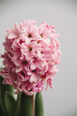 Tender pink hyacinth closes up on 8 March. Beautiful macro of the blooming houseplants. The traditional gift for national woman's day