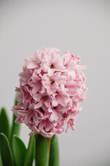 Tender pink hyacinth closes up on 8 March. Beautiful macro of the blooming houseplants. The traditional gift for national woman's day