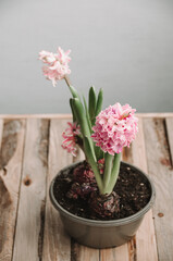 Cute pink hyacinth in a pot on a wooden table in spring. Tender blooming houseplants. The traditional gift for woman's day