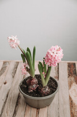 Beautiful pink hyacinth in a pot on a wooden table in springtime. Tender spring-blooming houseplants. The traditional gift for the national woman's day