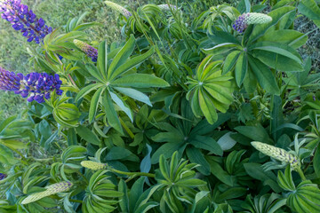 Violet lupin flowers and green leaves, close-up. Natural green backdrop with a lilac flowers lupins for post, screensaver, wallpaper, postcard, poster, banner, cover, header for web