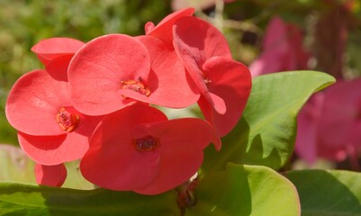red poison flower green leaf blur background copy space