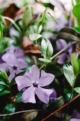 Cute bright purple flowers of periwinkle close up. Beautiful spring in the garden