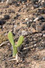 Small and lonely Prickly Pear Cacti in rocks of Tenerife