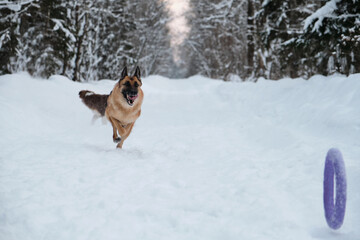 Red and black German Shepherd is running fast along snowy forest road and trying to reach blue round toy rolling ahead. Active and energetic walk with dog in winter park. Aussie puppy walks behind.