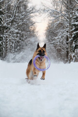 Active and energetic walk with dog in winter park. Outdoor games. Red and black German Shepherd is running fast along snowy forest road with blue round toy in teeth.