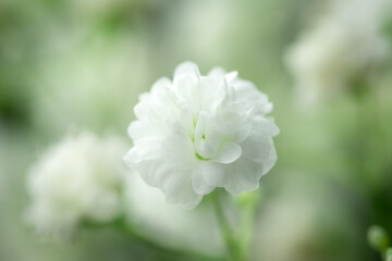 White flowers of the gypsophila. Gentle spring background.