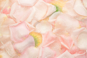 Texture of frozen rose petals in water.