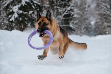 Active and energetic walk with dog in winter park. Outdoor games. Red and black German Shepherd is running fast along snowy forest road with blue round toy in teeth.