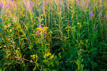 Summer meadow of a fireweed flowers, selective focus. A bloom fireweed meadowland for poster, calendar, post, screensaver, wallpaper, postcard, card, banner, cover, website