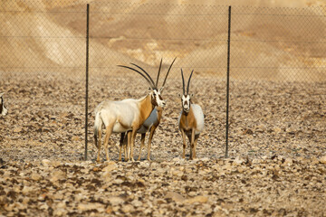 herd of scimitar horned oryx, Oryx dammah, walking trough the scares scrubs in the desert. High...