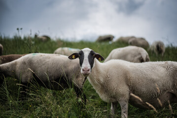 Schafe auf dem Vierländer Deich bei Hamburg