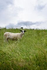 Schafe auf dem Vierländer Deich bei Hamburg