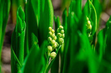 Fototapeta na wymiar Freshness of spring macro closeup inflorescence of blooming Lily of the valley