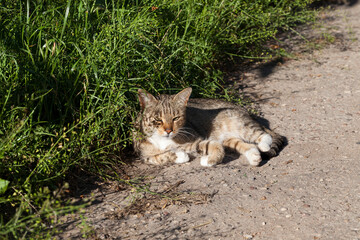 a homeless cat basks in the sunlight on the street