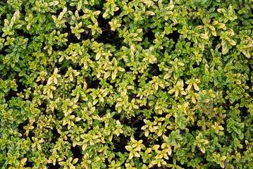 Fototapeta na wymiar Golden thyme (Thymus pulegioides 'Archers Gold')