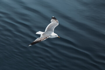 seagull flying over the water surface 