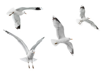 isolierte fliegende Vögel  auf weißem Hintergrund  - obrazy, fototapety, plakaty