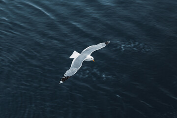 seagull flying over the water surface 