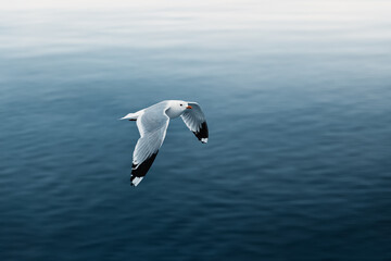 seagull flying over the water surface  