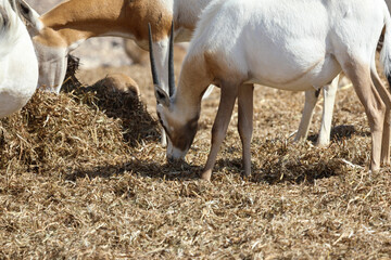 arabian oryx in the desert. High quality photo