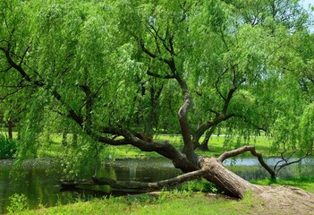 tree in the park