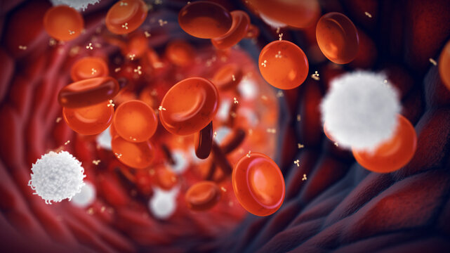 White blood cells (Leukocytes) , red blood cells (Erythrocytes) and antibodies (Immunoglobulin). Immune system response to a disease