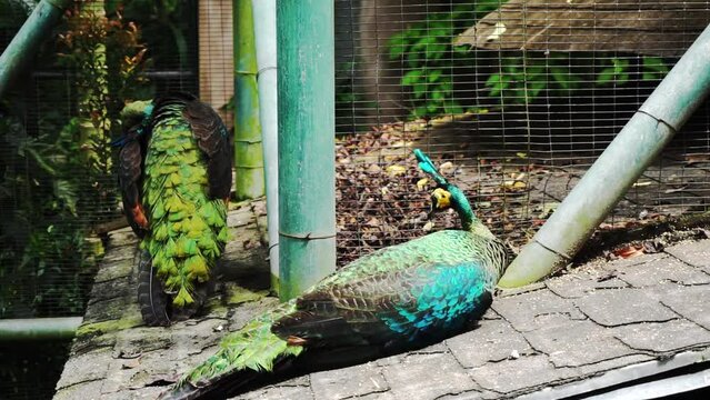 green peacock (Pavo muticus) cleaning itself on the roof.