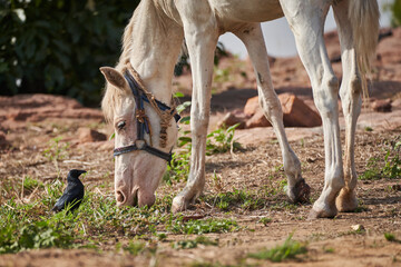 hoofed animal, ungulate