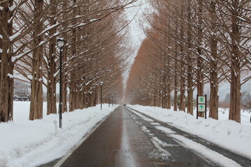 メタセコイヤ並木