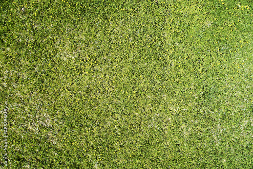 Wall mural pattern of green grass meadow