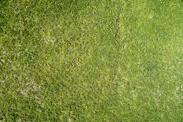 Pattern of green grass meadow