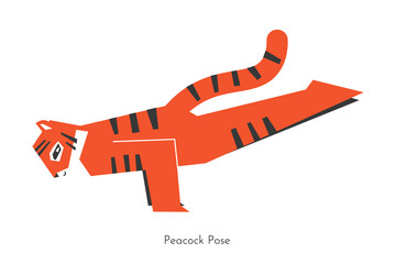 Vector isolated concept with cartoon animal character learning yoga practice - Mayurasana. Korean tiger does Peacock Pose. Simplified flat illustration of balancing exercise on arms