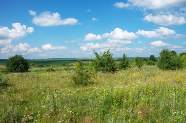 Fototapeta premium green meadow and blue sky with clouds in summer