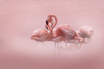 Plusieurs Flamants roses sur fond rose avec espace pour texte.  © Thierry